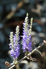 Image showing Silver speedwell