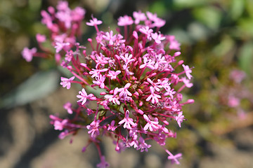 Image showing Red valerian