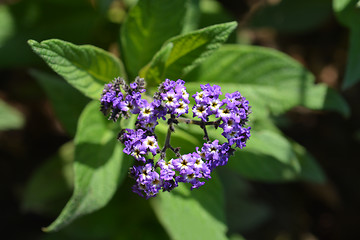 Image showing Heliotrope Marine