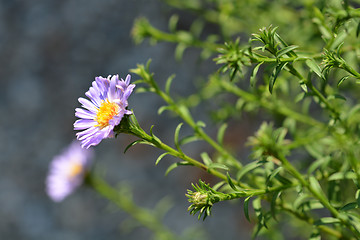 Image showing Alpine aster Dunkle Schoene