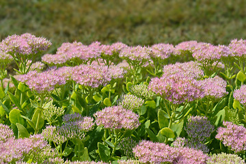 Image showing Showy stonecrop