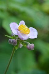 Image showing Japanese anemone