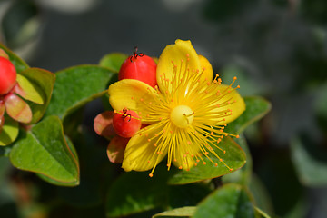 Image showing Turkish tutsan