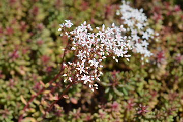 Image showing Murale Stonecrop