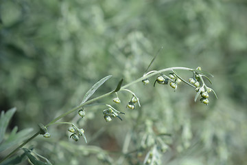 Image showing Common wormwood