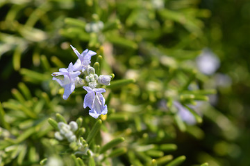 Image showing Rosemary flowers