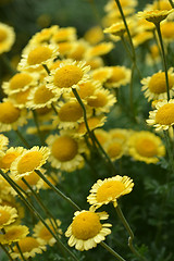 Image showing Yellow chamomile Sancti-Johannis