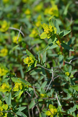 Image showing Spiny spurge