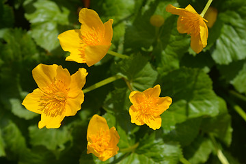 Image showing Marsh marigold