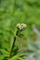 Image showing Valerian