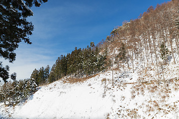 Image showing winter forest in japan