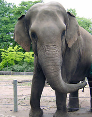 Image showing Elephant portrait