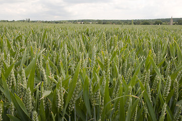 Image showing Wheat field