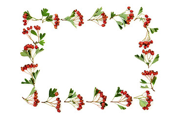 Image showing Hawthorn Berry Border