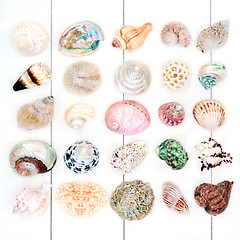 Image showing Beautiful Seashell Collection