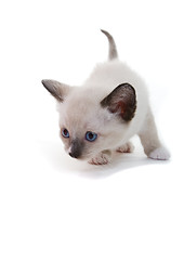 Image showing lilac point Siamese kitten