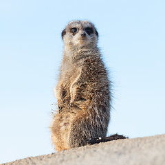 Image showing Meerkat on guard duty