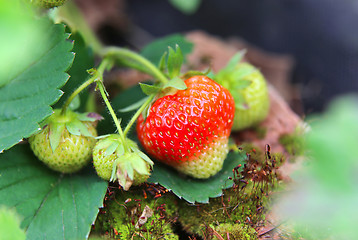 Image showing Branch with bright ripening strawberries