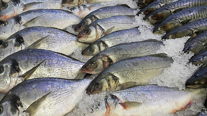 Image showing Fresh cooled fish on ice for sale in market