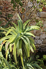 Image showing Bush of aloe vera growing outdoors near the stone wall