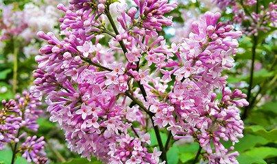 Image showing Beautiful blossoming lilac bush