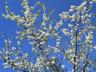 Image showing Beautiful blossoming branches with white flowers on blue sky