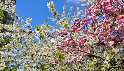 Image showing Beautiful pink and white flowers of spring cherry 