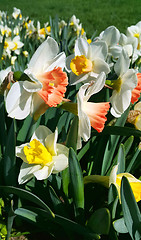 Image showing Close-up of beautiful bright Narcissus flowers