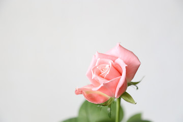 Image showing Beautiful pink rose on a gray background