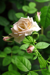 Image showing Branch of beautiful pink rose