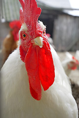 Image showing Rooster with a red crest looking straight