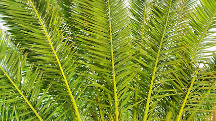 Image showing Illustration of palm branches closeup 