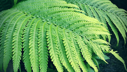 Image showing Natural green fresh fern branch