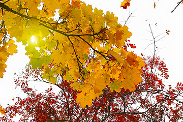 Image showing Beautiful branches of autumn trees