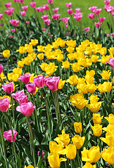 Image showing Beautiful bright colorful tulips