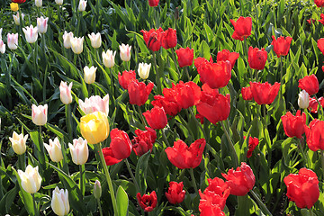 Image showing Beautiful bright colorful tulips