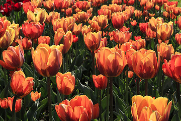 Image showing Beautiful bright red tulips glowing in sunlight