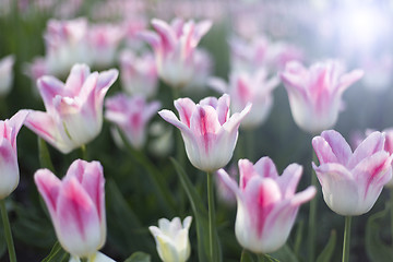 Image showing Beautiful white and pink delicate tulips glowing in sunlight