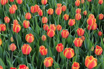 Image showing Beautiful bright red and yellow spring tulips