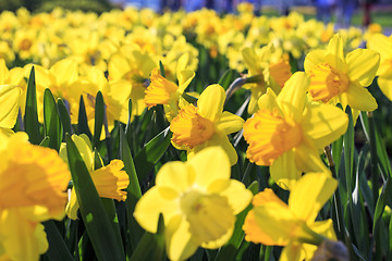 Image showing Beautiful bright yellow flowers of spring Narcissus