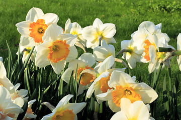 Image showing Beautiful white flowers of spring Narcissus