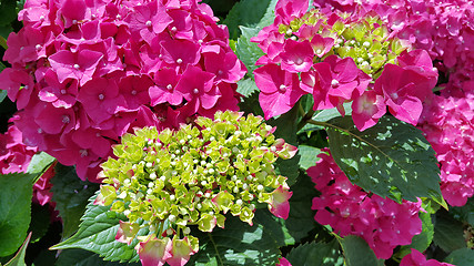 Image showing Beautiful bright flowers of Hydrangea 