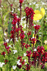 Image showing Beautiful bright snapdragon and poppy flowers