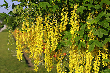 Image showing Beautiful bright yellow flowers of wisteria