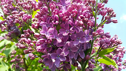 Image showing Beautiful spring flowers of blooming lilac bush