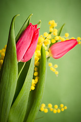 Image showing Spring bouquet with red tulip and mimosa