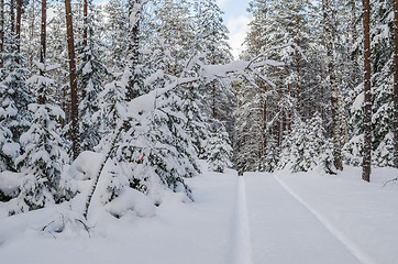 Image showing The road through the beautiful coniferous snowy forest