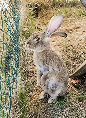 Image showing amusing grey rabbit in a shelter