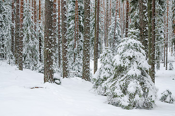 Image showing Firs and pines in the forest after snowfall