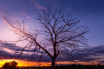 Image showing Rural sunset and tree silhouette